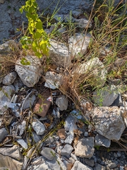 author not stated, no rights reserved Paspalum urvillei, photograph author not stated, no rights reserved
