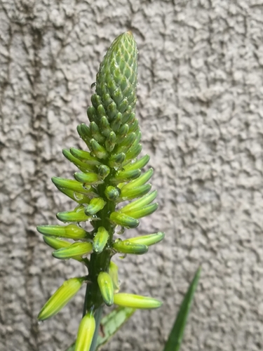 aloe vera