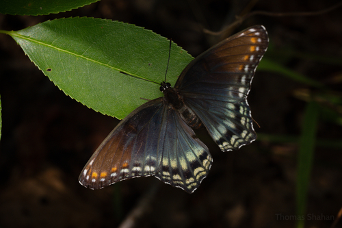 Red-spotted Admiral