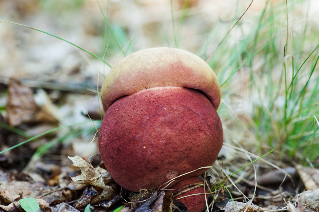 two-colored bolete · September 2026 · photo: Photo: (c) Alex, some rights reserved (CC BY) · iNaturalist