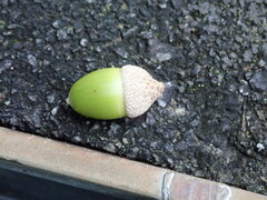 Quercus serrata, photograph (c) 村山史世　（Fumiyo MURAYAMA), some rights reserved (CC BY)
