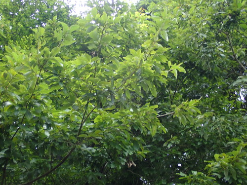 Quercus serrata, photograph 2