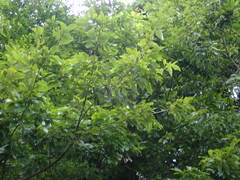 Quercus serrata, photograph (c) 村山史世　（Fumiyo MURAYAMA), some rights reserved (CC BY)