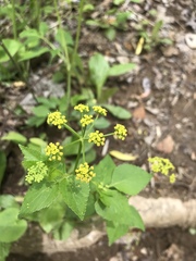 Thaspium trifoliatum