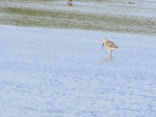 Stilt Sandpiper