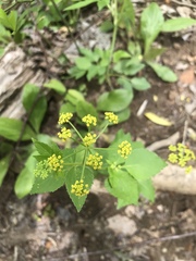 Thaspium trifoliatum