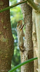 Calotes versicolor