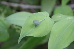 Uvularia