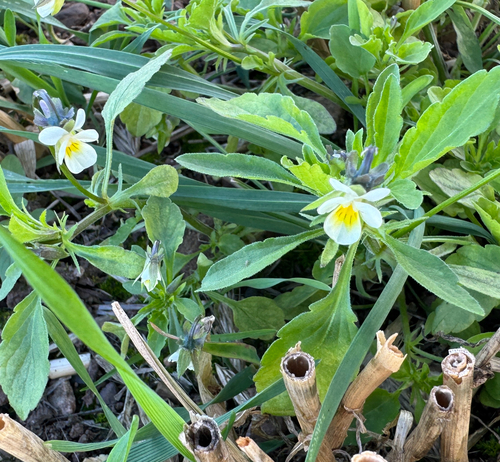 European field pansy