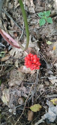 Jack-in-the-Pulpit