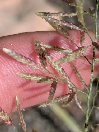Eragrostis barrelieri