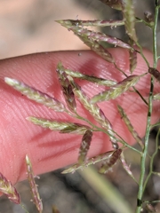 Eragrostis barrelieri
