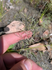 Eragrostis barrelieri, photograph author not stated, no rights reserved