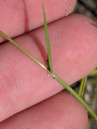 Eragrostis barrelieri, photograph 3