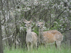 Odocoileus virginianus