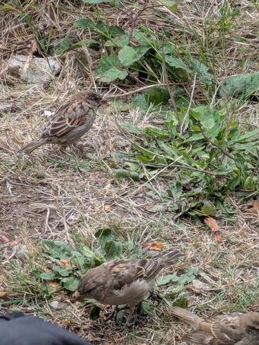 House Sparrow
