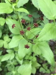 Thaspium trifoliatum