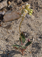 Chylismia claviformis integrior