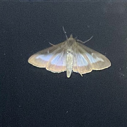 Box Tree Moth