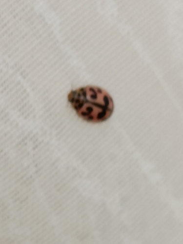Poplar Ladybird Beetle