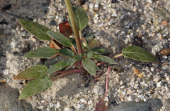 Chylismia claviformis integrior