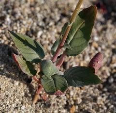 Chylismia claviformis integrior