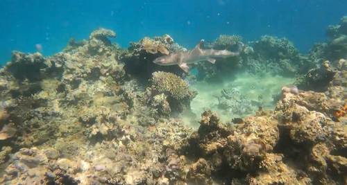 Whitetip Reef Shark