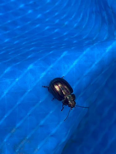 Rosemary Beetle