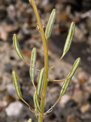 Chylismia claviformis integrior