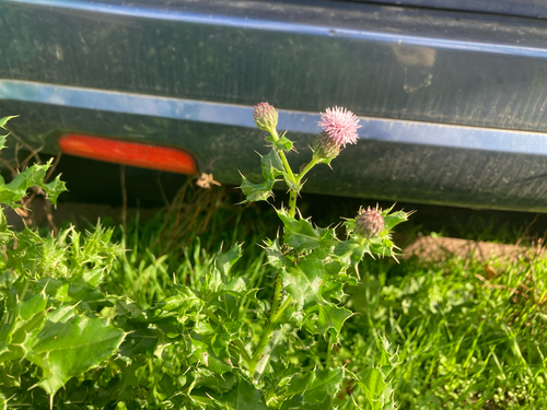 creeping thistle