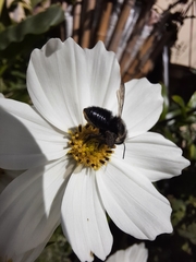 Megachile amparo