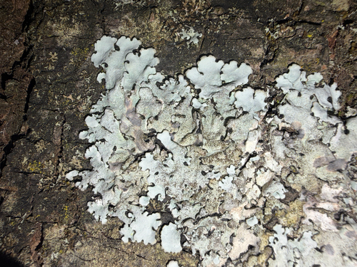 Linden shield lichen
