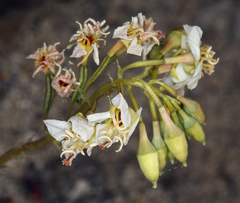 Chylismia claviformis integrior