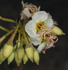 Chylismia claviformis integrior