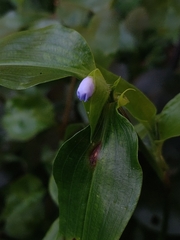 Commelina benghalensis, photograph (c) Félix Emanuel, some rights reserved (CC BY)