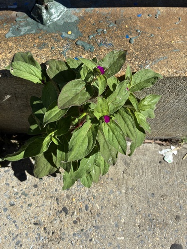 Gomphrena globosa