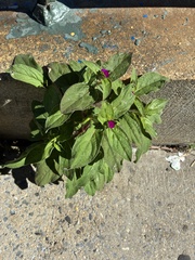 Gomphrena globosa