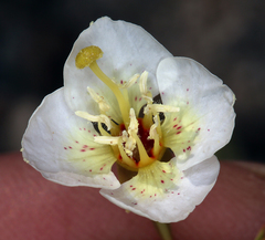 Chylismia claviformis integrior