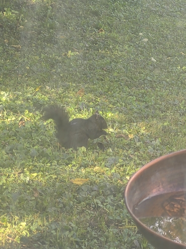 Eastern Gray Squirrel