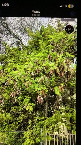 White leadtree