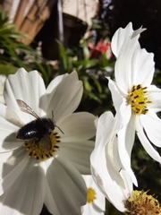 Megachile amparo