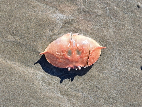 Calappidae observed 2026-03-02