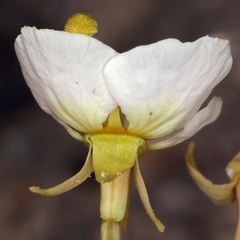 Chylismia claviformis integrior