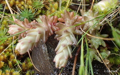 Sedum radiatum