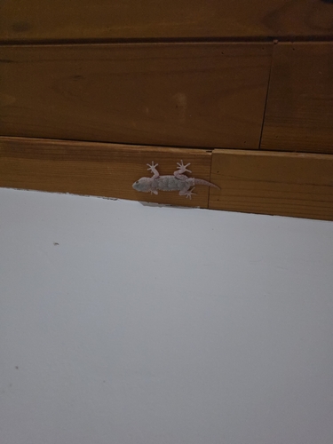 Moorish Gecko