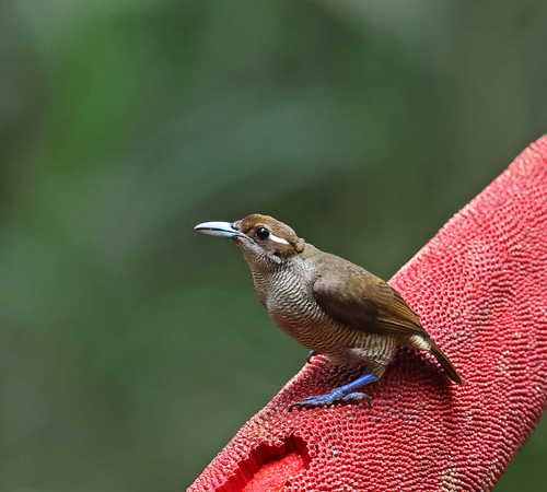 Diphyllodes magnificus observed 2026-07-27