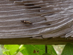 Esperia sulphurella