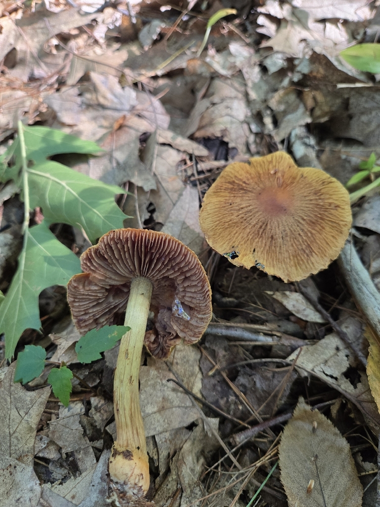 wrinkled cortinarius · September 2026 · photo: Photo: (c) Alexander Diaz, some rights reserved (CC BY) · iNaturalist