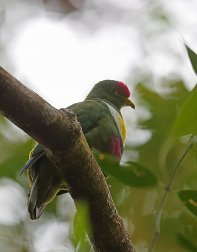 Ptilinopus rivoli observed 2026-07-27