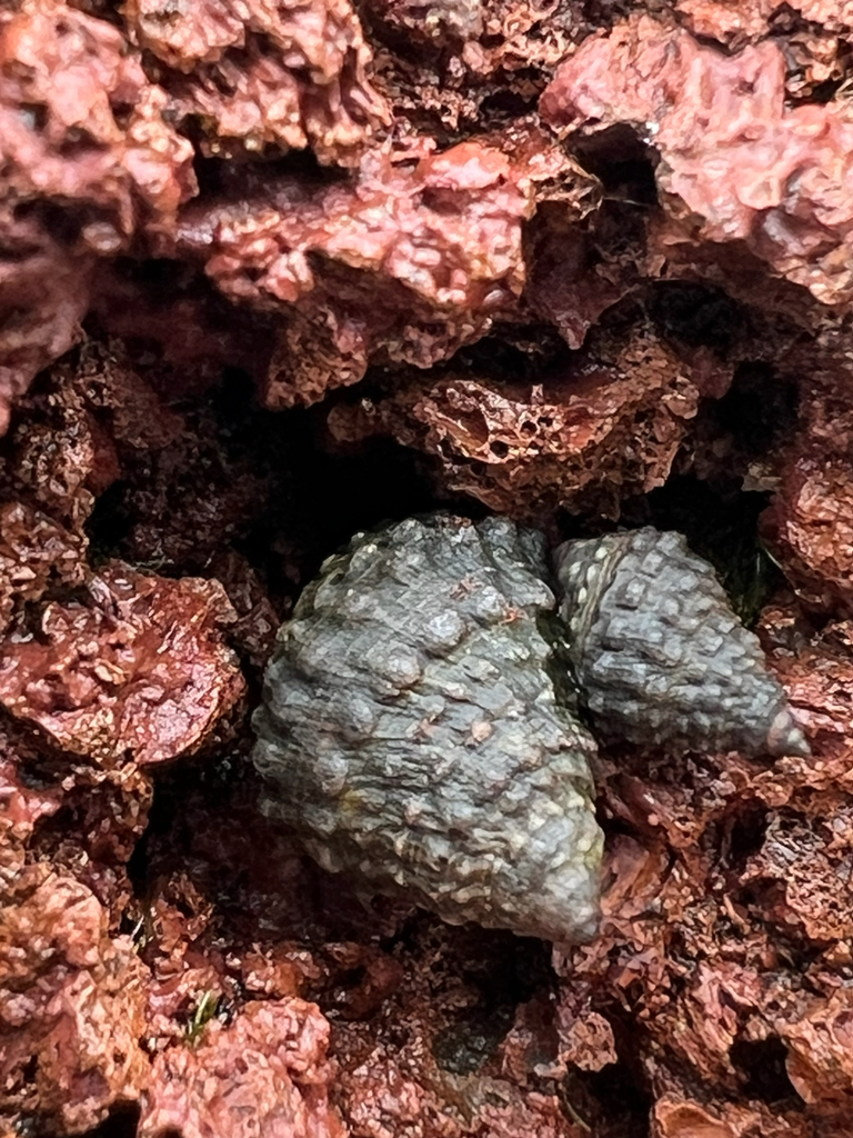 Echinolittorina lemniscata